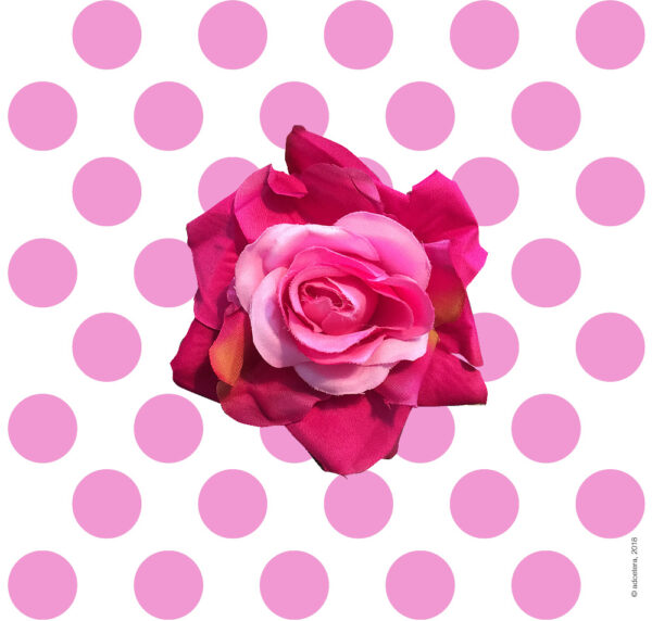 Rose Bicolor in dunkel Pink mit zartem Hellrosé